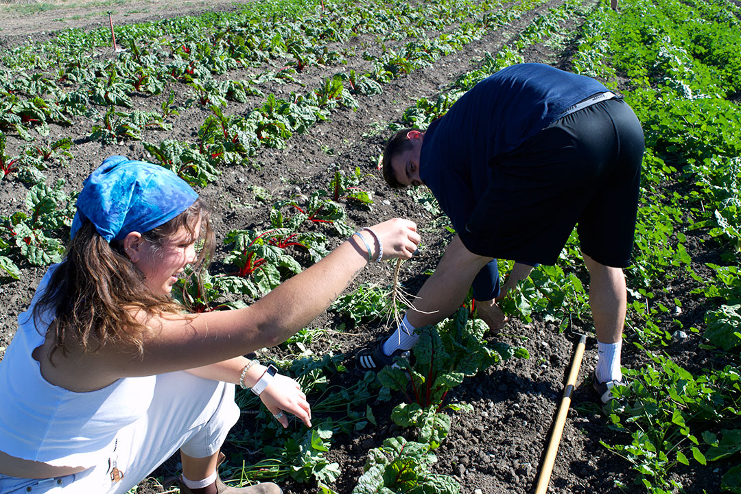 William (right) and Hope (left) use tools and their bare hands to pull weeds from the farm’s chard supply. “It’s a nice change up from being in a lab or in the classroom, actually being out, getting dirty, hands on.” Gallo said.